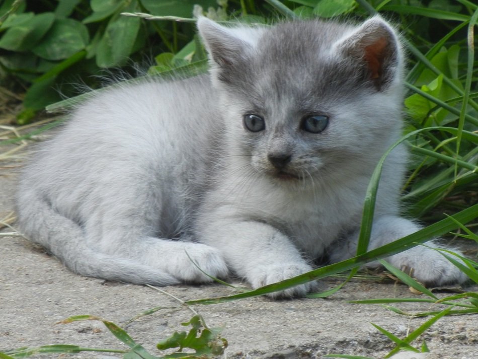 Cute gray kitten on the ground