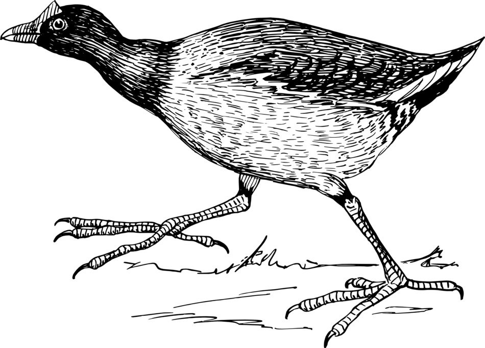 Jacana Bird drawing