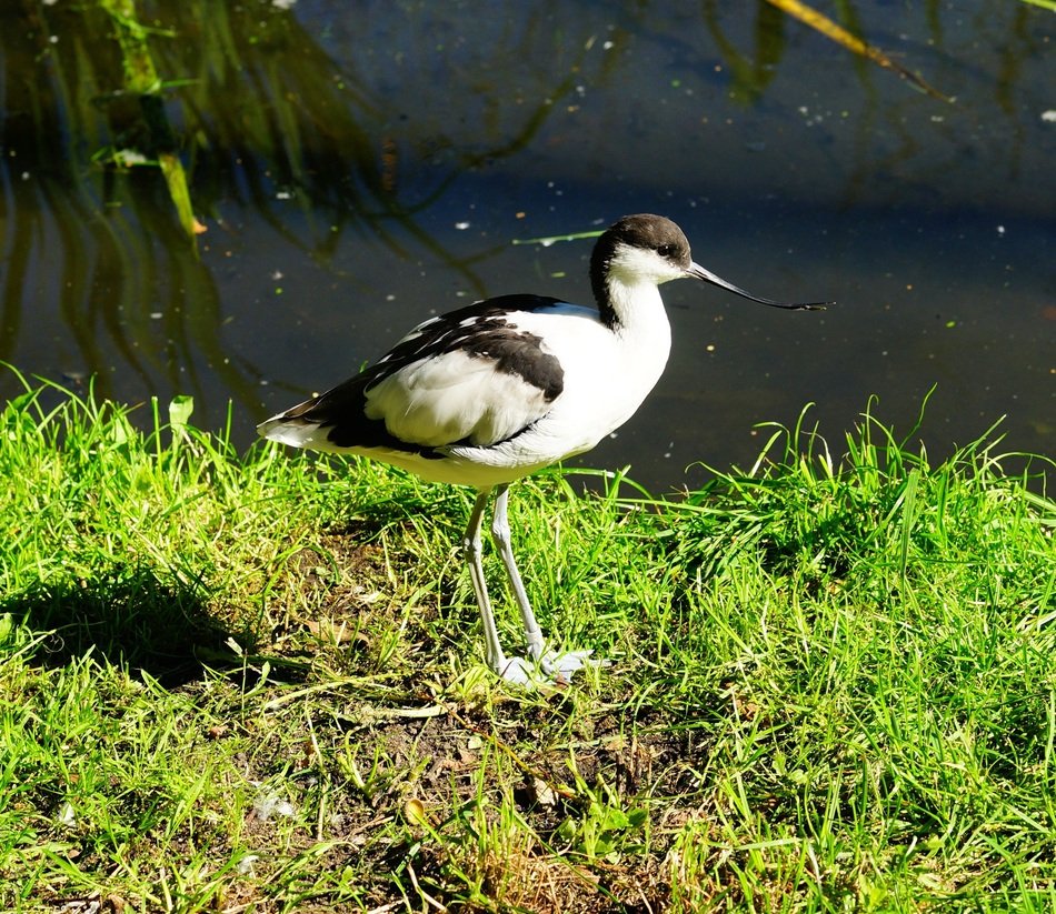 black and white bird with long legs on the green shore