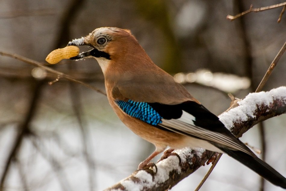 Jayl Bird with Nut