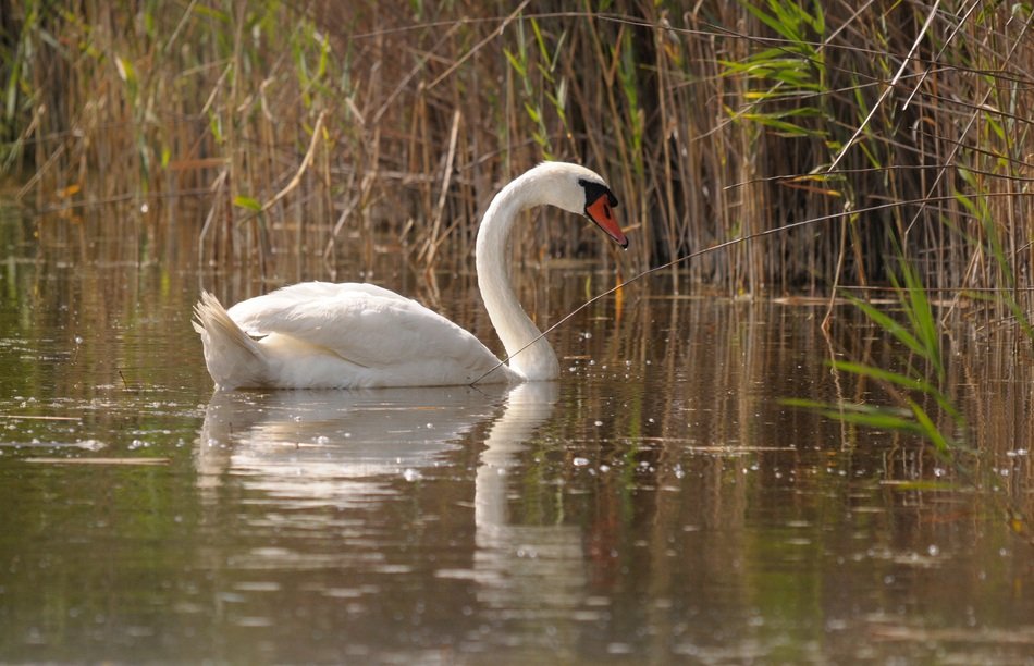 Swan in Lake Neusiedi