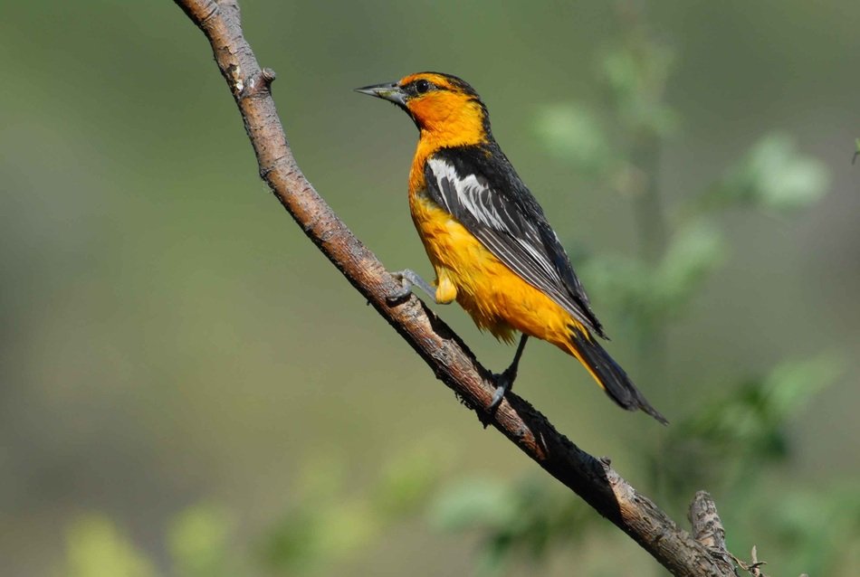 Beautiful colorful bird on the branch