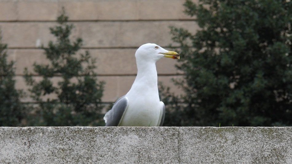 Bird in Barcelona on blurred background