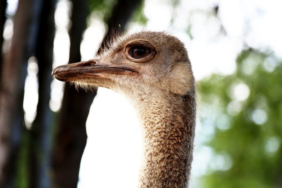 Ostrich head on a wood background