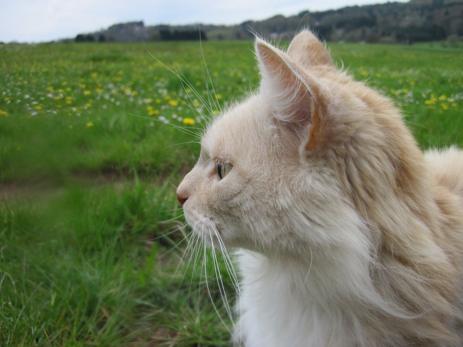portrait of orange cat face in nature