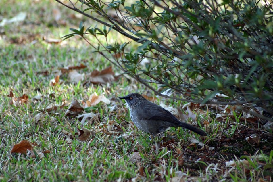 Spotted bird on the grass free image download