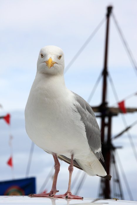 sea gull on board