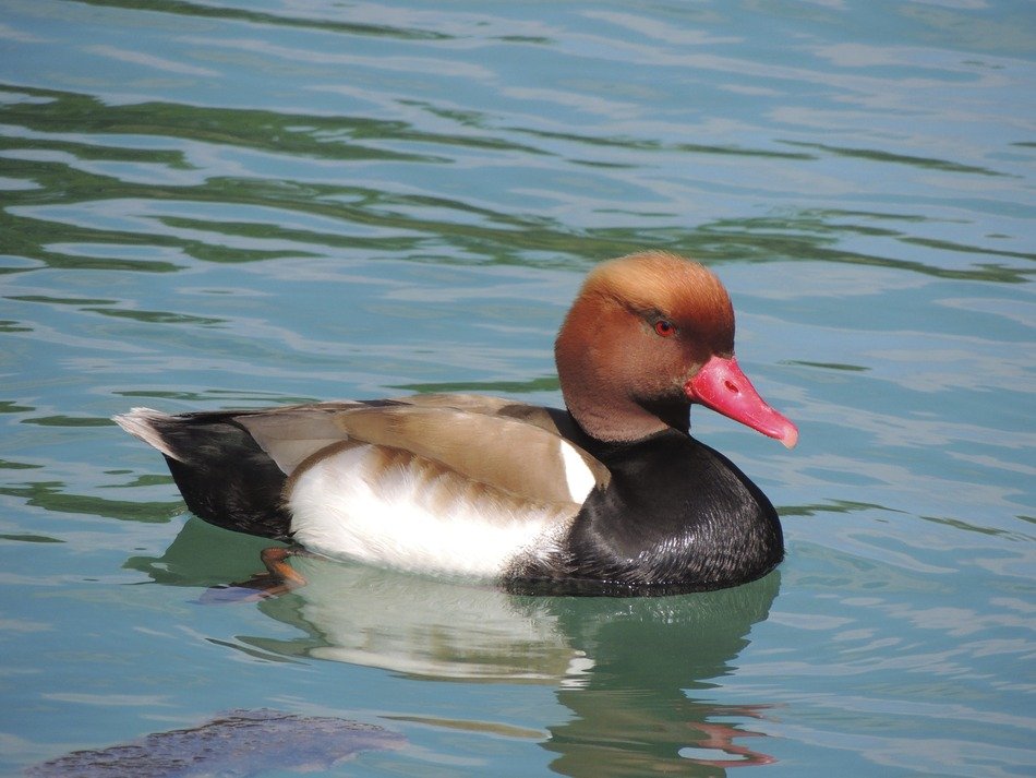 wild duck floats on the river