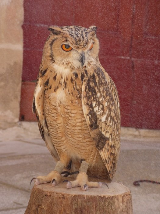 european eagle-owl