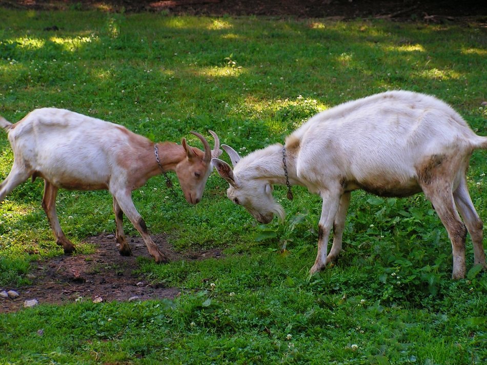 Match between goats