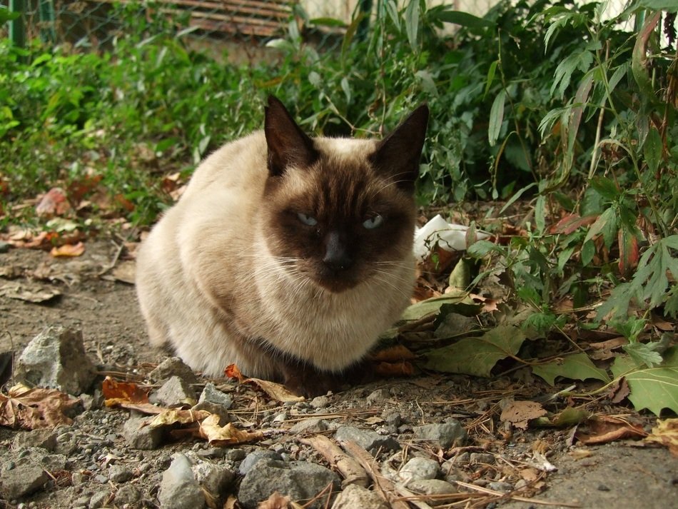 Siamese cat in the backyard