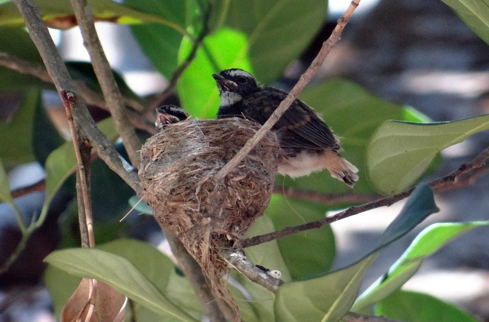Fledglings in the nest close-up on blurred background