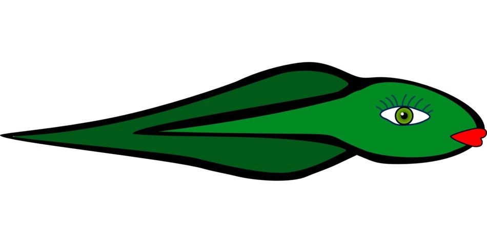 Picture of green polliwog