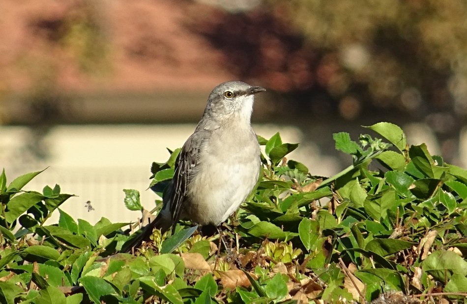 Colorful northern mockingbird on the plants in California