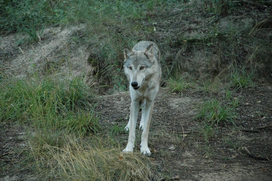 charming Wolf