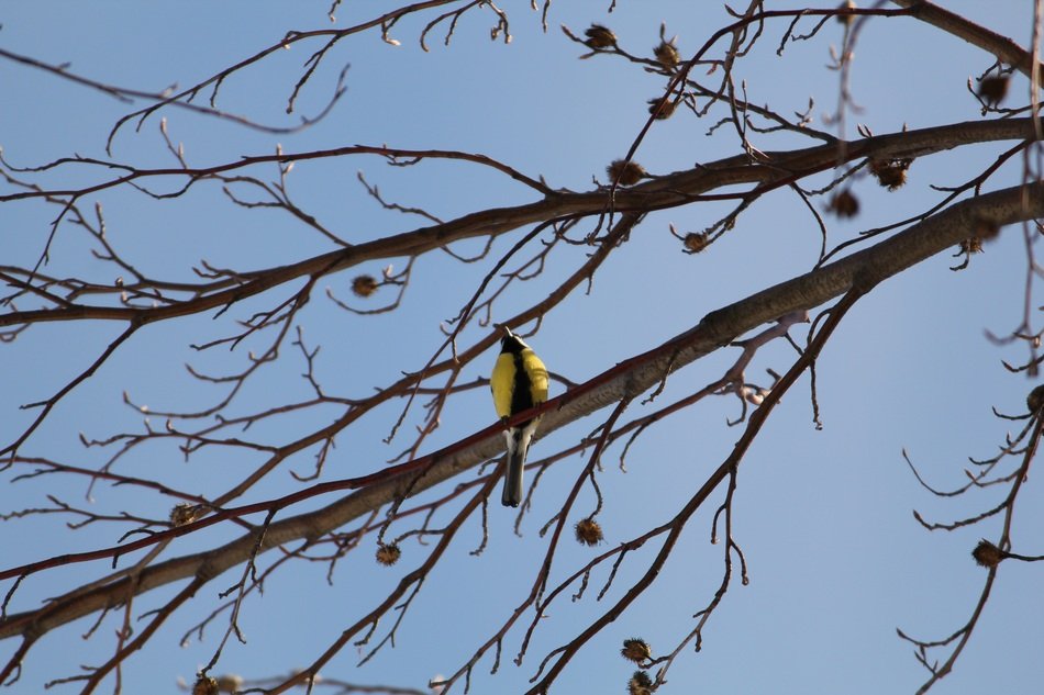 incredibly beautiful Yellow-Bellied Bird