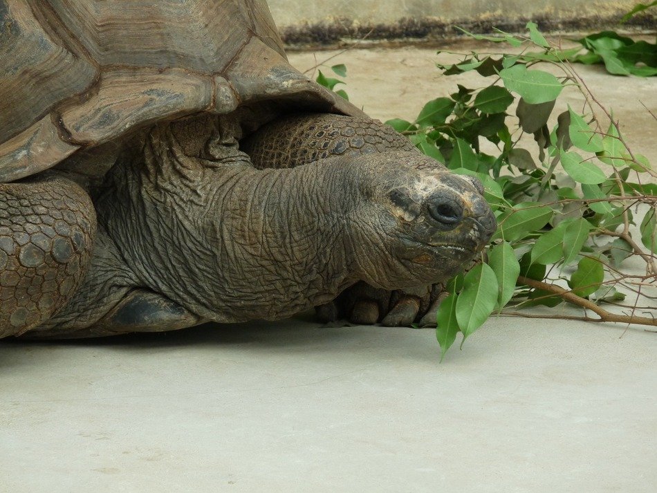 turtle near the green plant