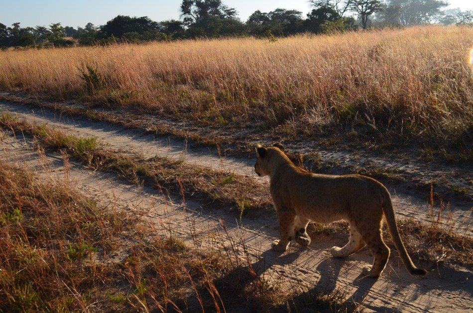 lion walking on the country road