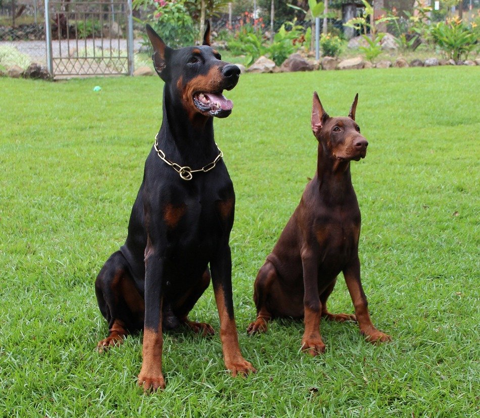 Dobermans on the training