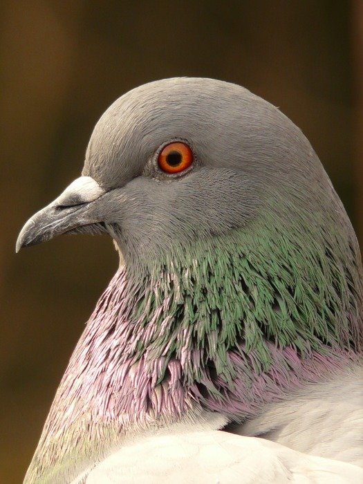 Dove Bird Head