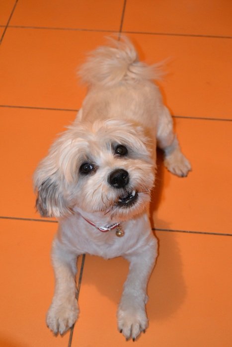 funny puppy on the orange floor