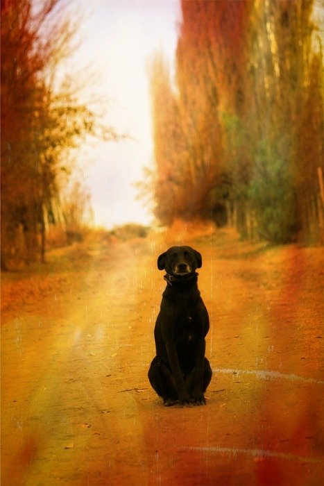 Dog on the road in autumn