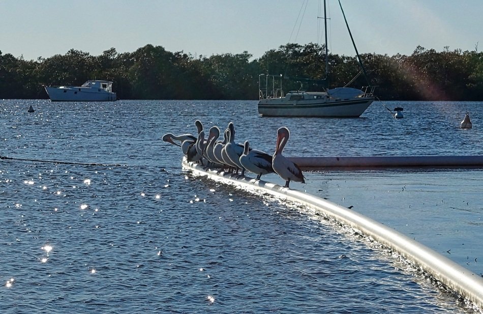 Pelicans Sitting