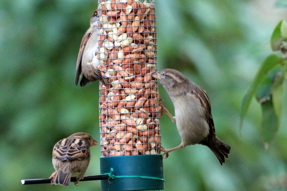sparrows on the feeder