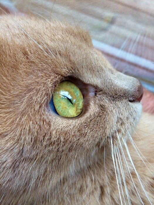 nice Cat green Eye