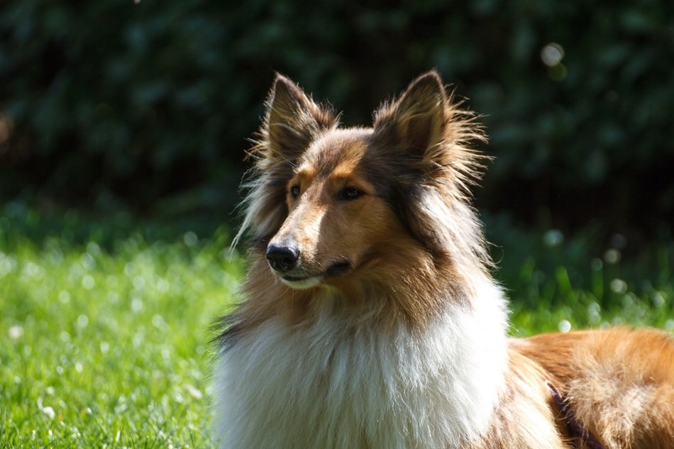 Collie is on the countryside
