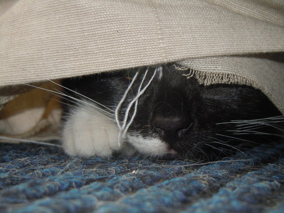 beautiful and cute cat under cover