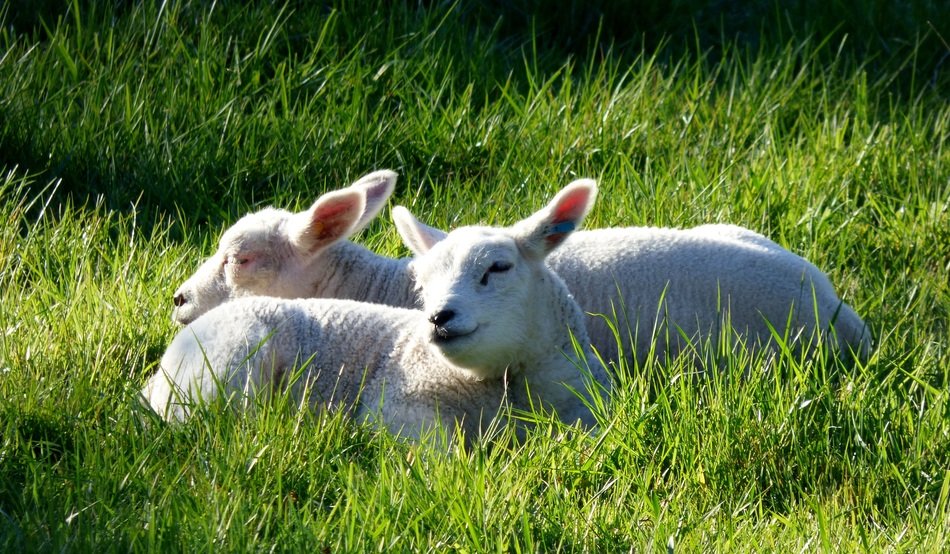 Lambs resting on a grass