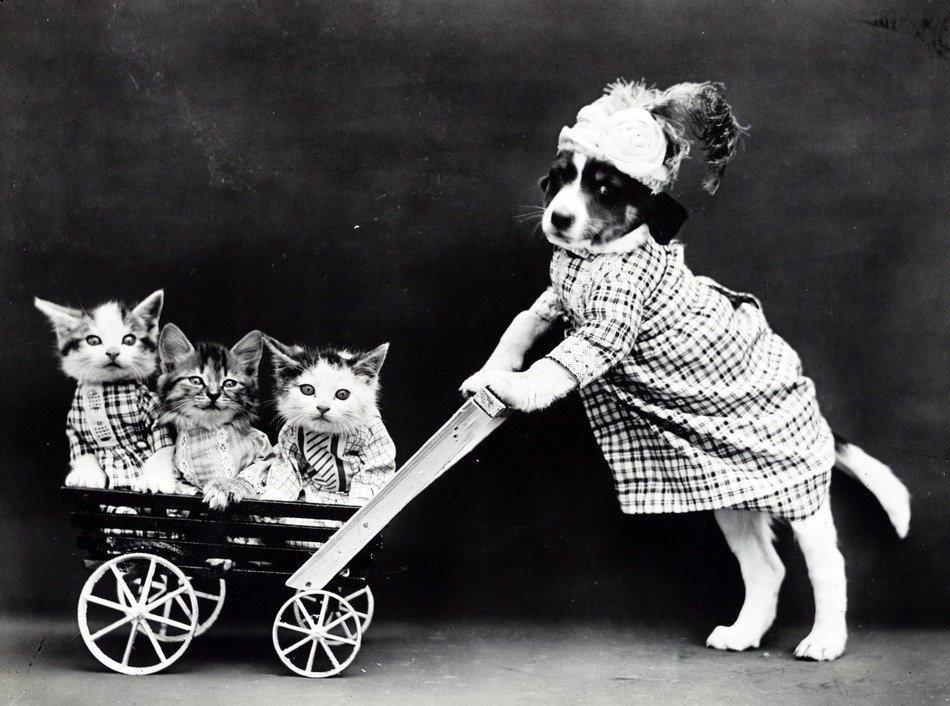 dog rolls kittens in a wheelbarrow