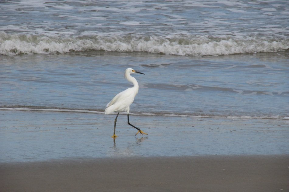 pride heron on the beach