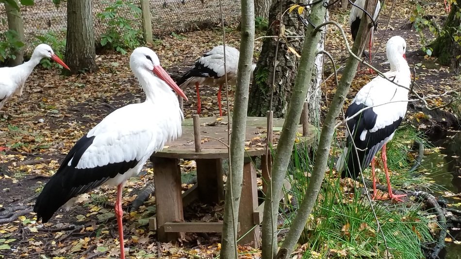 storks in nature