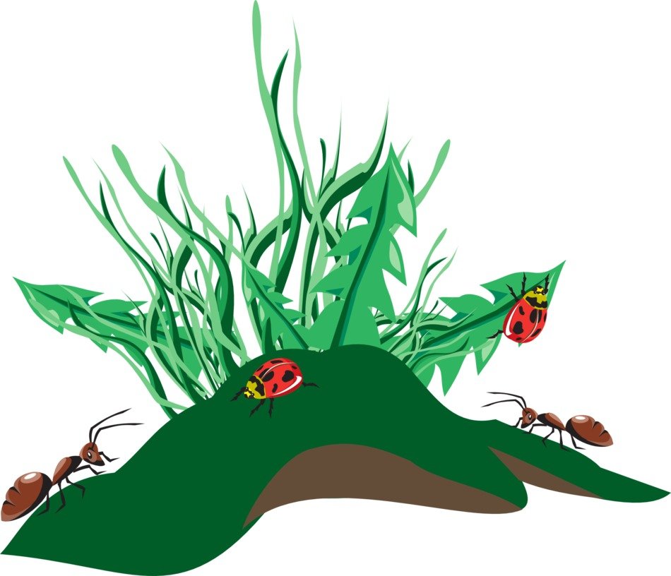 Picture of ladybugs on a grass