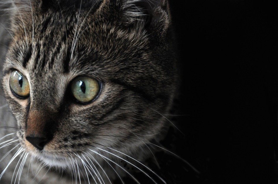 Tigercolored cat free image download