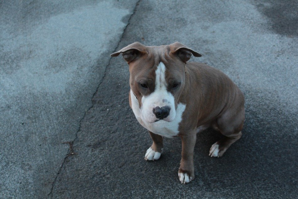 brown and white Dog sits on asphalt