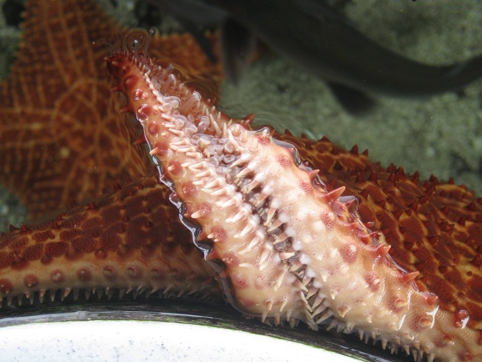 the tentacles of a marine animal