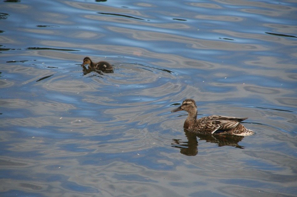 Anas Ducks on the water