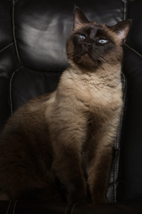 noble Siamese cat