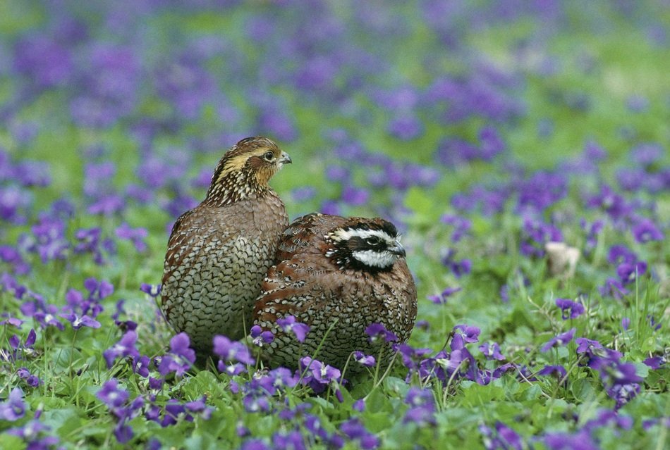 quail on the flower field