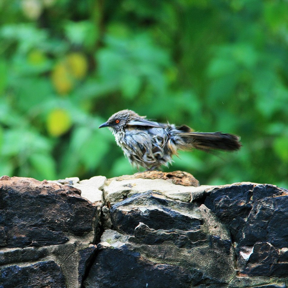 Small Feathers Bird