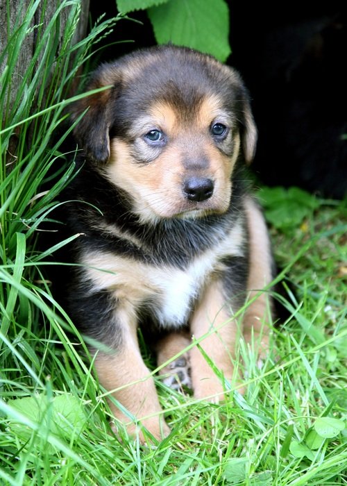 Cute puppy in nature