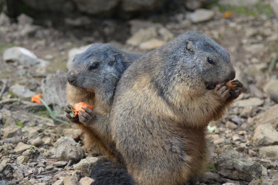 Beautiful and colorful Marmots eating something in Belgium