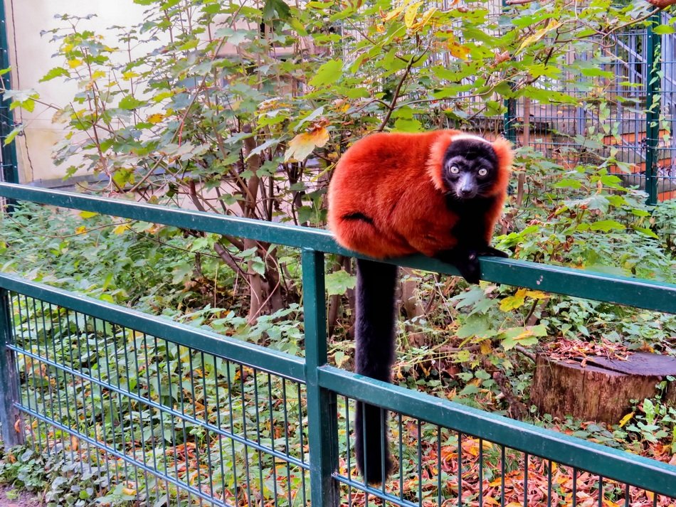 beautiful and cute Red Vari Lemur