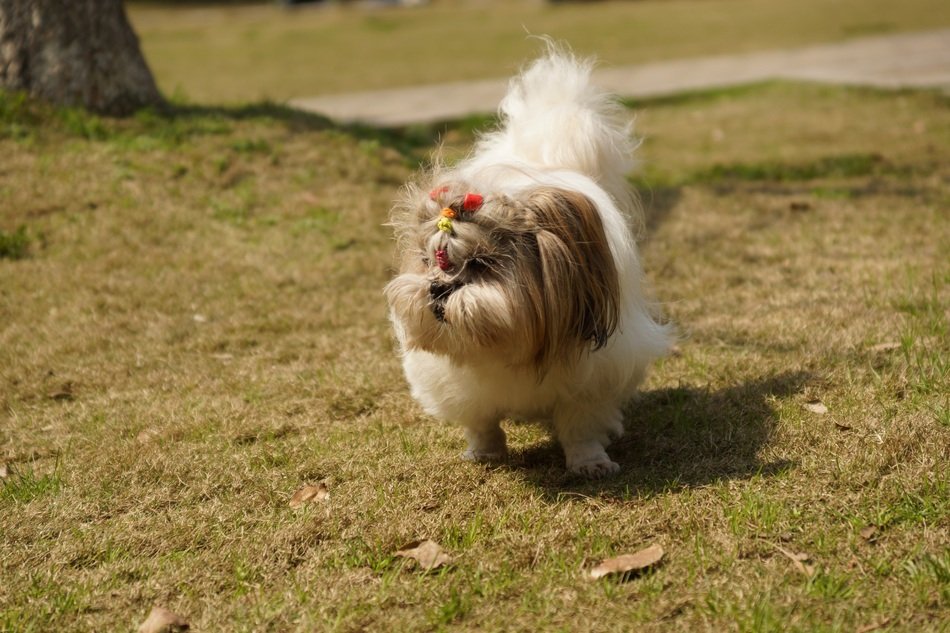 positive dog in the meadow