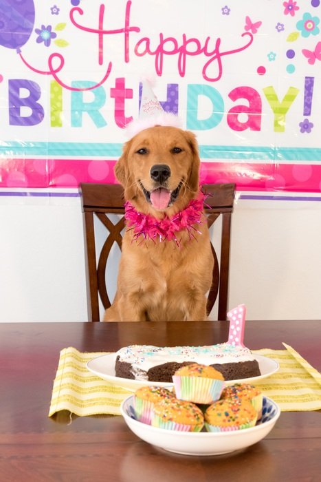 Birthday Dog Smiling party portrait