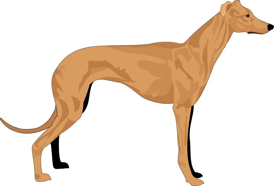 İllustration of Breed dog