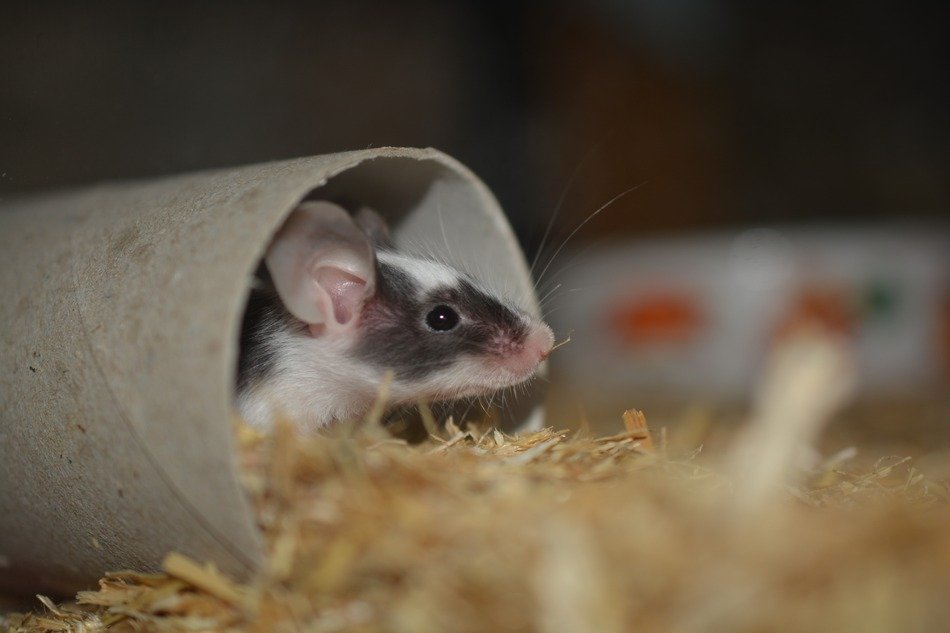 macro photo of little mouse